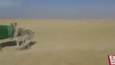 Eşeğe Saldırmaya Kalkan Tilkinin Sonu