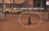 Köpeğe Dikkat - Trafik Kurallarına Uyalım