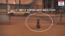 Köpeğe Dikkat - Trafik Kurallarına Uyalım