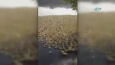 5 Bin Ördek Yavrusunun İlk Kez Suyla Tanışması
