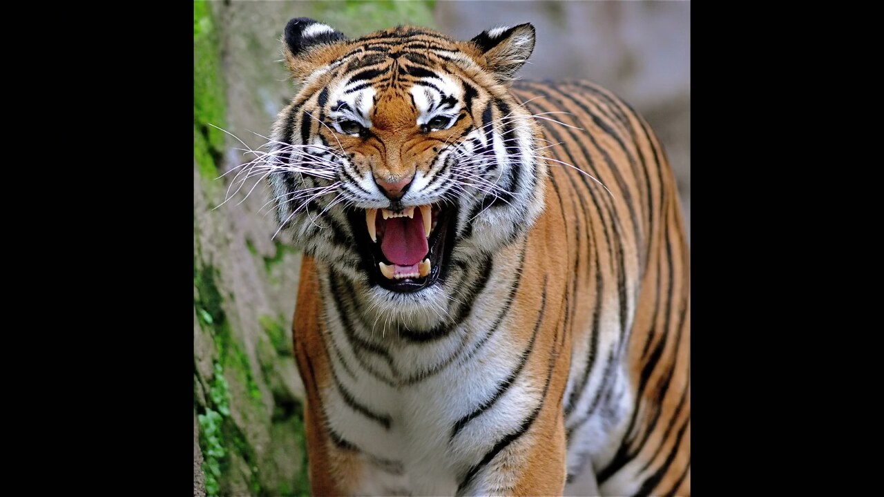 Gizemli vahşi kedi - siyah jaguar: açıklama, yaşam alanları Gizemli vahşi kedi - siyah jaguar: açıklama, yaşam alanları