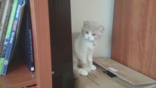 Kutuyu Açmaya Çalışan Kedi