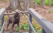 Köpeğin Problem Çözüşü - Köpek Zekası