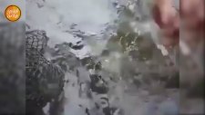 Balon Balığı