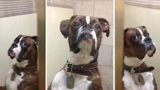 Yatılı Konaklama Yerine Bırakılan Köpeğin O Anları