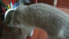 Kafası Sıkışıp Düşen Kedi