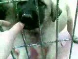kangal çiftliği