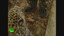 Vilademir Putin'in Leopar Sevmesi