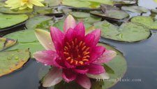 Water Lilies (Relaxing Solo Piano Music)