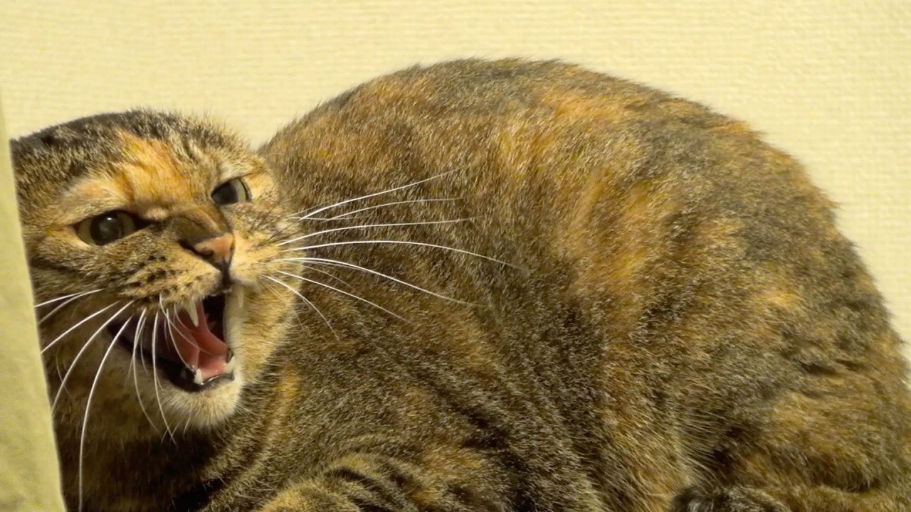 Cat Fight, Very Angry Cat Lulu