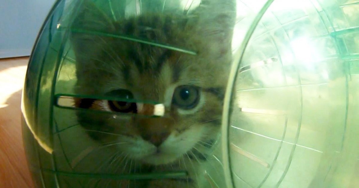 Funny Cats and Hamster Ball adventures