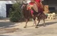 Harmandalı Oynayan Deve
