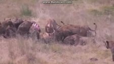 ASLANA BOŞUNA ORMAN KRALI DEMEMİŞLER(tek başın 20 sırtlanı dagıtan aslan)