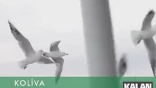 Koliva - Yüksek Dağlara Doğru