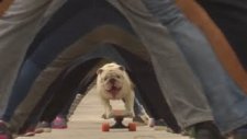 Kaykaycı Köpekten Guinness Rekoru