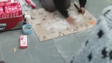 Pazarlama Dahisi Gırgır Satıcısı