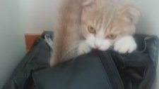 Sincap Kedi