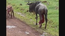 Korkunç!!iki Sırtlan Hamile Antilobun Karnını Bir Anda Dışarı Çıkardı