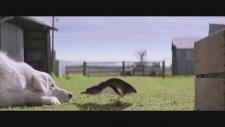 Oddball (2015) Fragman