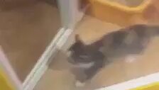 Horon Oynayan kedi izlemelisiniz.