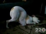 bu köpek çok komik yatıyor:)