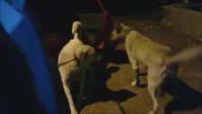 Gece Kangal Dövüşü