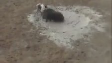 Dogo Argentino ve Yaban Domuzu Karşılaşması