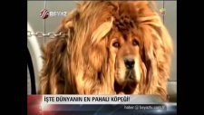 Köpeklerin Atası: Tibet Mastifi