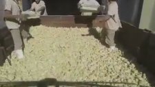 Civcivlere Yapılan Hayvani Muamele