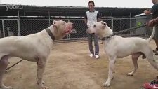 Pitbull ve Arjantin Dogo Karşı Karşıya