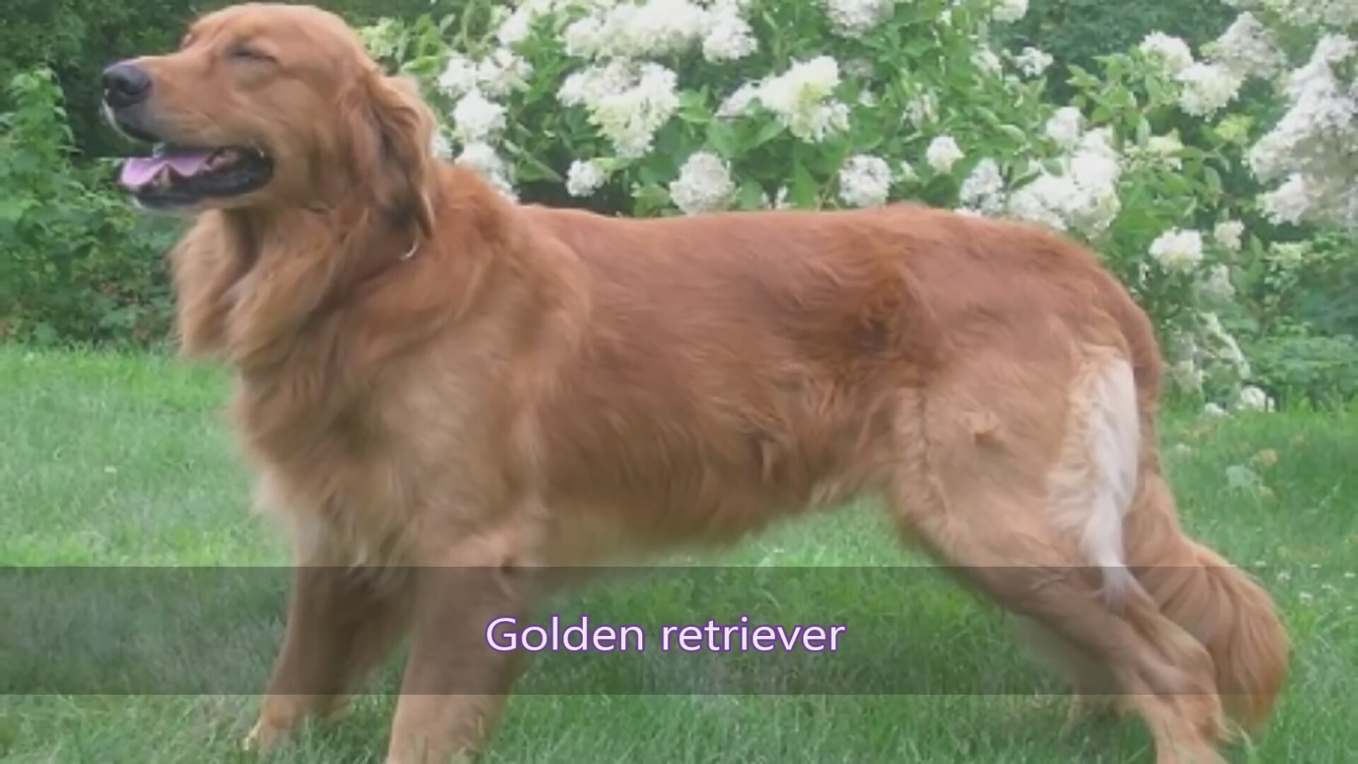 En uzun yaşayan köpek ırkları En uzun yaşayan köpek ırkları