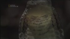 İnsan Yiyen Yılanlar - Türkçe Belgesel