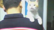 Kedi Miyavlama Sesleri / Cat Meow Sound