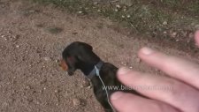 Tavşan Avı 2015 Karda Kopayla - Caccia alla Lepre, Lievre, Hare