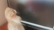 Fareyi Yakalamaya Çalışan Kedi