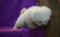 Tea Cup Maltese Terrier