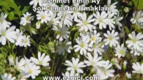 Mehmet Emin Ay - Şol Cennettin Irmakları Mehmet Emin Ay - Şol Cennettin Irmakları