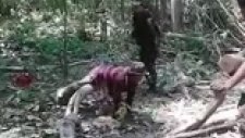 İllegal Ağaç Kesimine İllegal Dayak