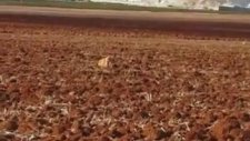Rus Uçaklarınını Ekmek Fırınını Bombalaması