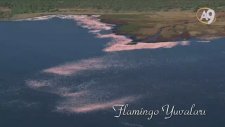 Flamingo yuvaları