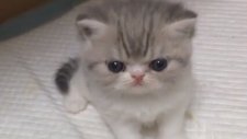 çok sevimli bir kedi yavrusu