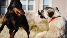 Dobermanla Kanka Olan Kangal Köpeği