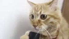 Elektrik Süpürgesini Çok Seven Kedi