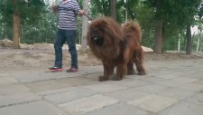En büyük köpek - Tibetan Mastiff