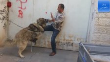 En Büyük Tibet Mastifi