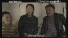 Has ve Saf Tibet Mastifi