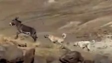Kangal Köpeklerinin Eşeğe Saldırma Anları
