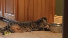 Su İçmek İçin Rahatını Bozmayan Kedi