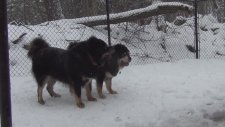 Tibet Çoban Köpekleri - Tibet Mastifi