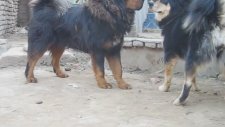 Tibet Mastifi Çifti